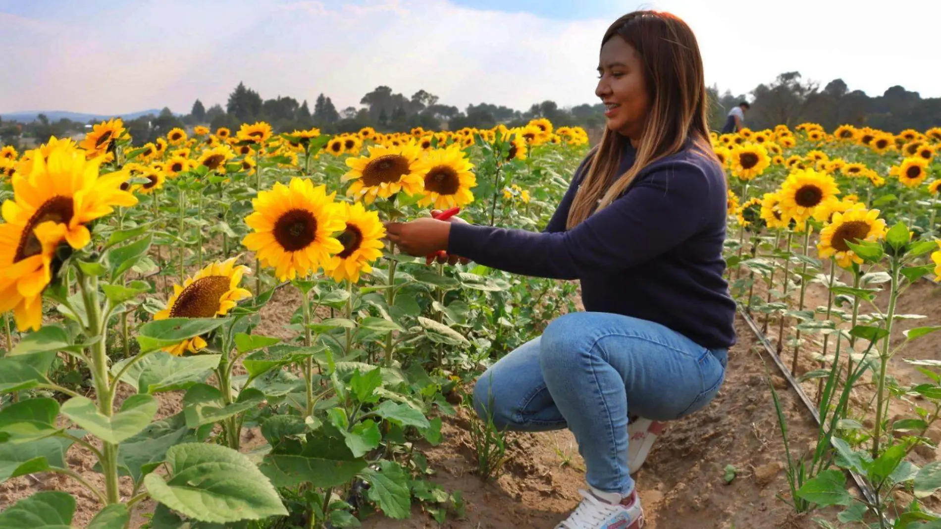 girasoles 6